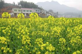 浏阳油菜花什么时候开 看油菜花的地方有哪些