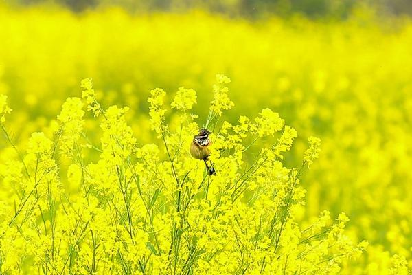 浏阳油菜花什么时候开 看油菜花的地方有哪些