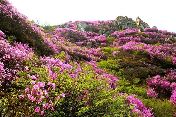 大连春天赏花的地方