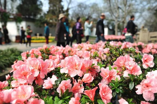 3月苏州看花去哪里比较好