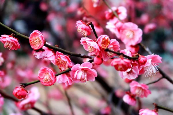 许昌春季赏花景点有哪些