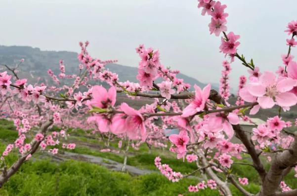 成都免费赏花的地方有哪些