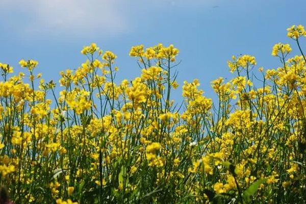 温州油菜花哪里好看