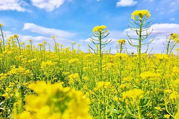 温州油菜花哪里好看