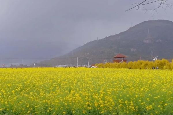 温州看油菜花的地方在哪里