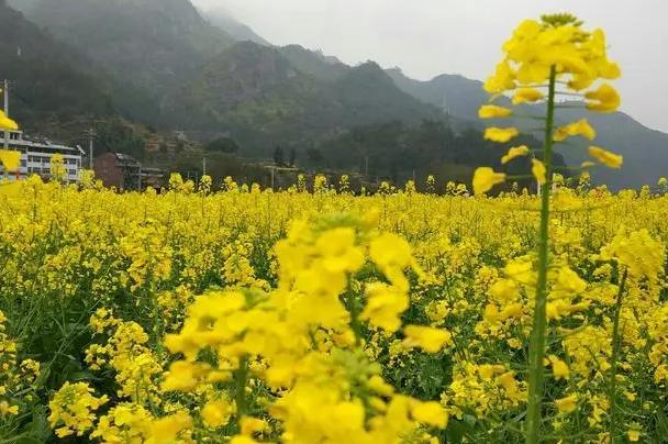 温州看油菜花的地方在哪里