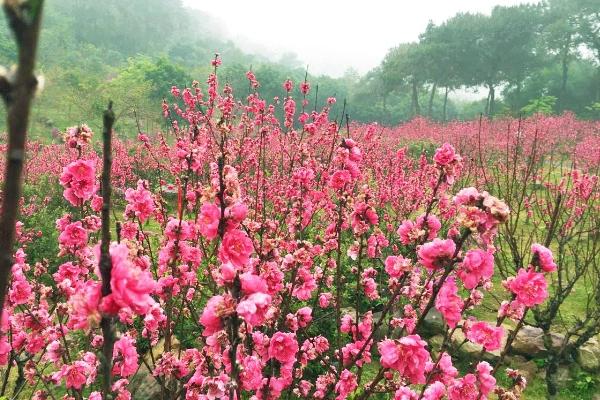 南宁哪里看桃花最好比较好