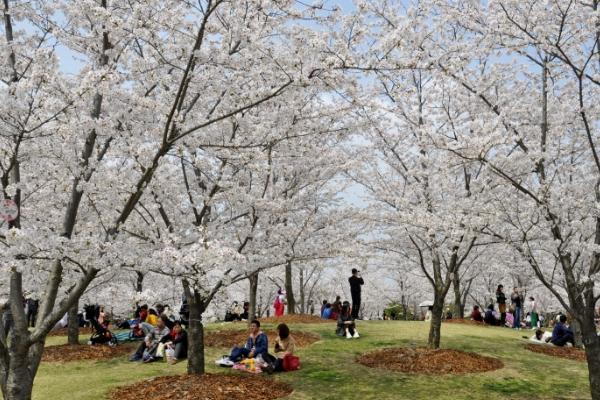 2024上海樱花节时间 最佳观赏位置+门票