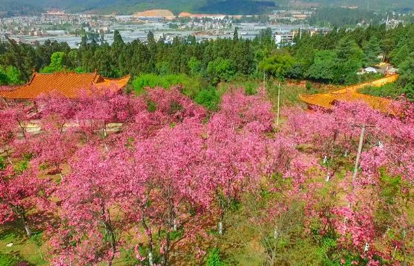 昆明看樱花哪里比较好