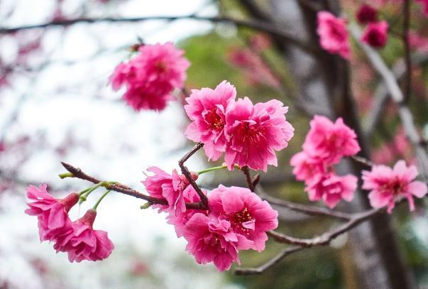 广州哪里有看樱花的地方
