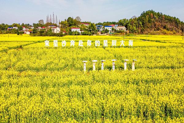 长沙油菜花欣赏有哪些地方