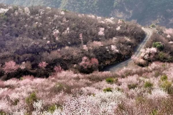 2024郑国渠山野桃花节时间及地点