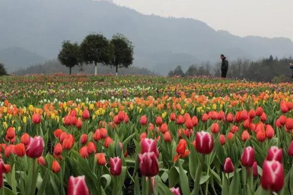 重庆哪里有郁金香花海