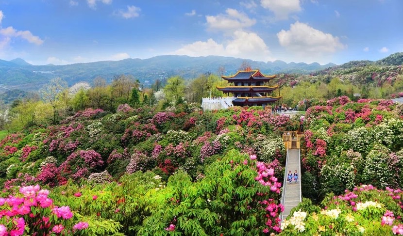 门票订单上涨超4倍!北京、成都、上海等地赏花踏青迎热潮 门票订单上涨超4倍!北京、成都、上海等地赏花踏青迎热潮(图1)