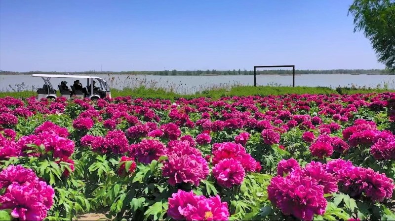 第六届济宁太白湖牡丹节盛大开幕