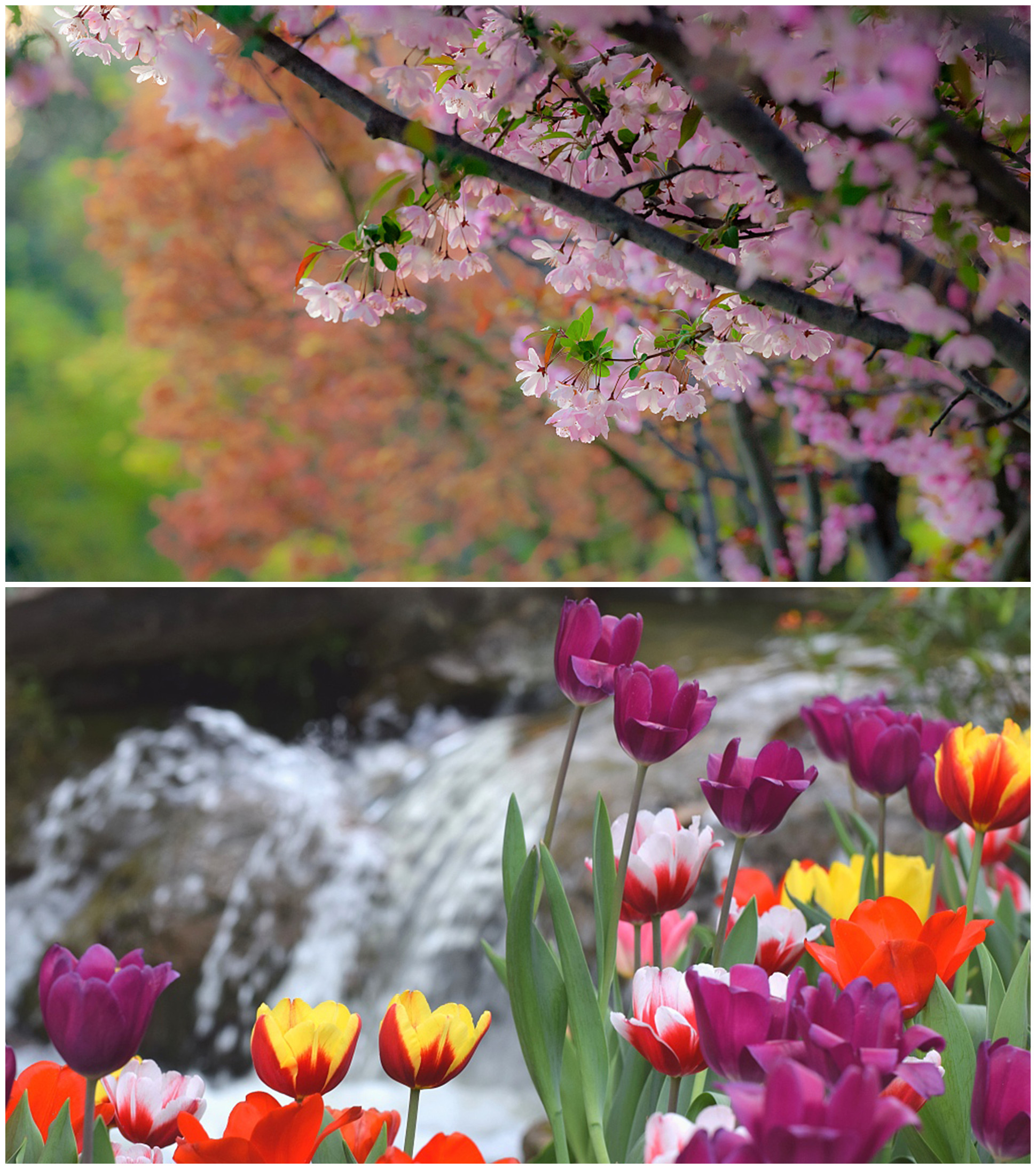 《春暖花开的中国》开播 绘就美丽中国春景图(图3)