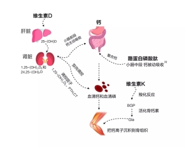 缺钙怎么补？液体钙有用吗？钙片哪个牌子好(图2)