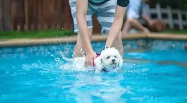 小型四季贵宾犬适合游泳吗？(图3)