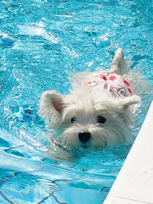 小型四季贵宾犬适合游泳吗？(图1)
