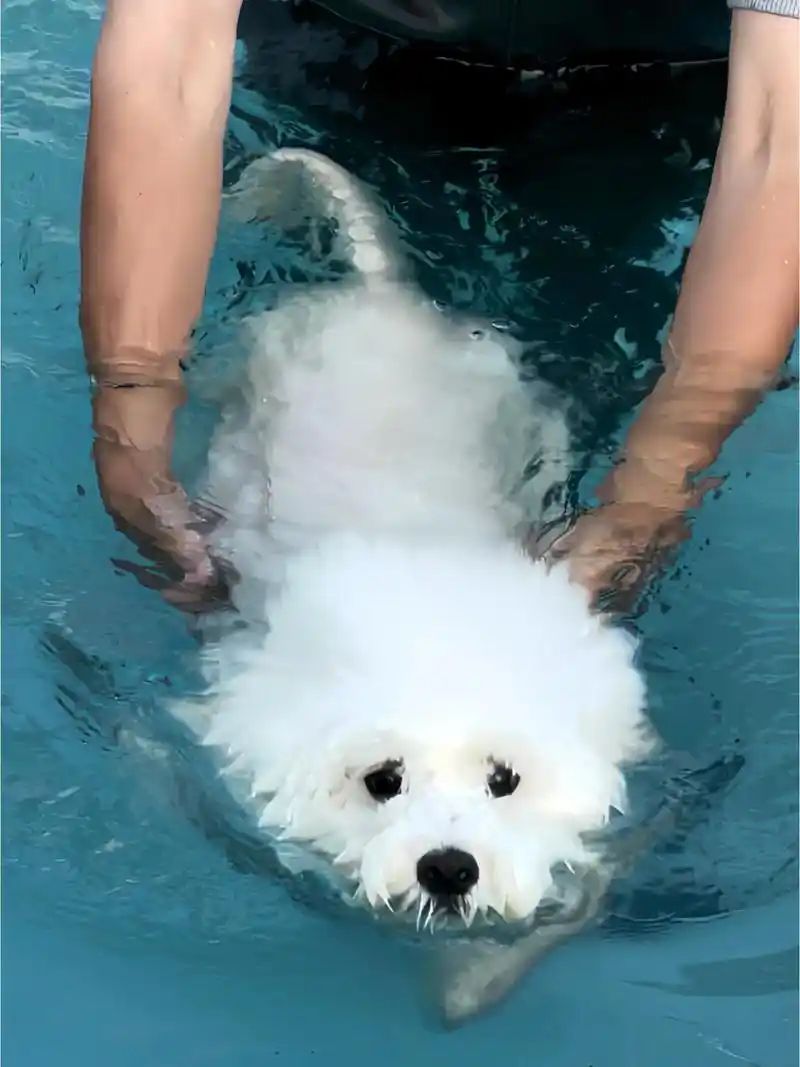 小型四季贵宾犬适合游泳吗？(图2)