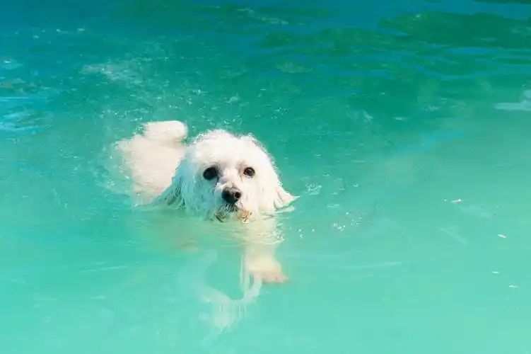 小型四季贵宾犬适合游泳吗？(图4)