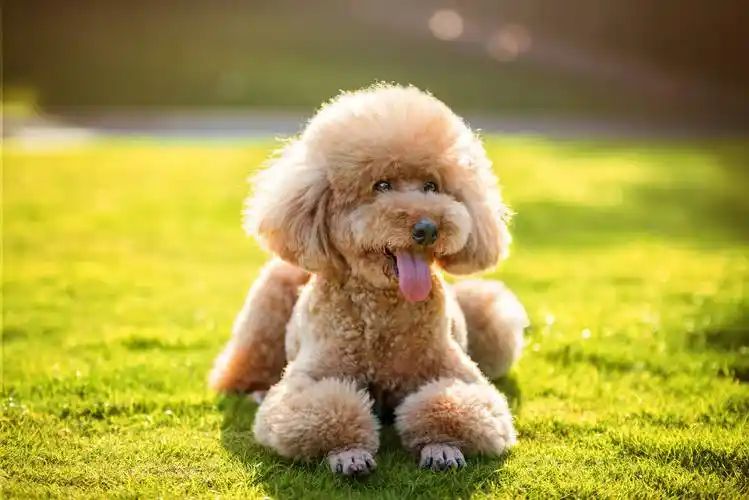 小型四季贵宾犬适合游泳吗？(图5)