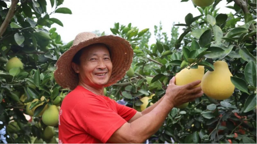 丰农控股数智农业服务体系：改写农业传统图景，蜜柚园与柑橘园的丰收故事