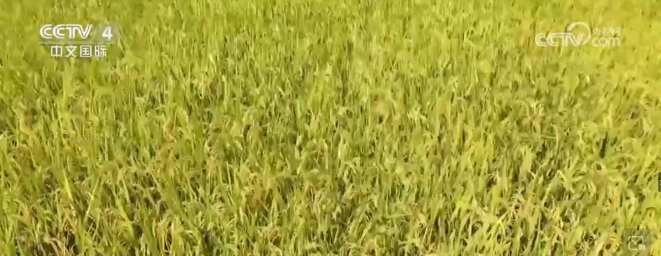 金秋水稻收割忙 风吹稻浪好“丰”景