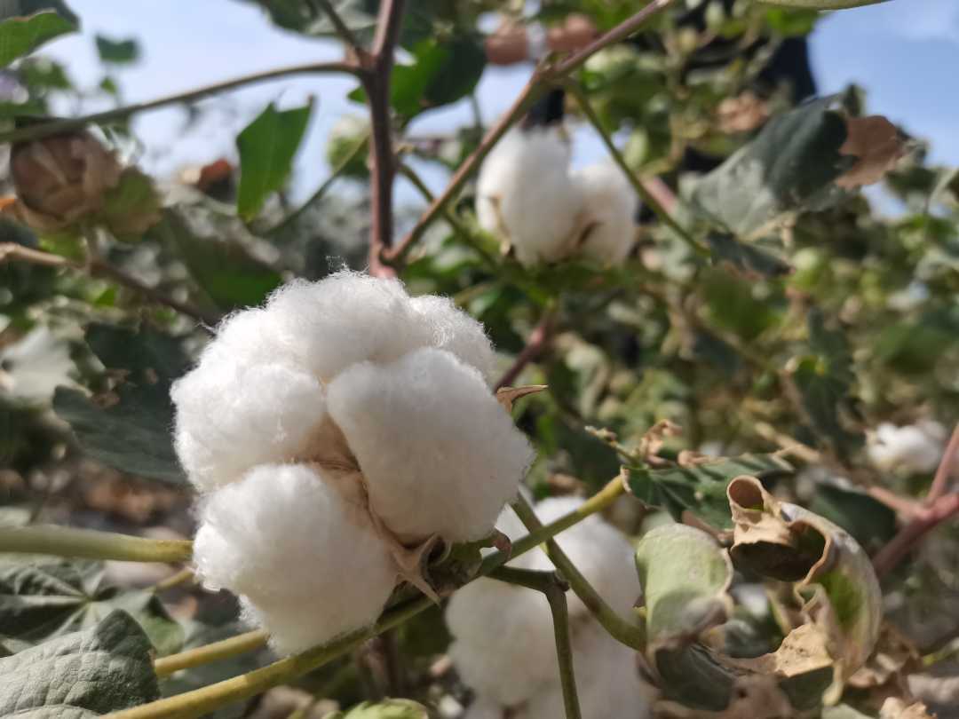 两个人收种3000亩棉田，怎么做到的？丨高质量发展调研行